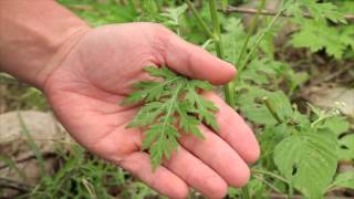 Parthenium Weed  NIWAC information clip [upl. by Ecinaj]