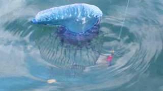 MAN O WAR JELLYFISH VERY DANGEROUS IF YOU ARE SWIMMING [upl. by Laughton150]