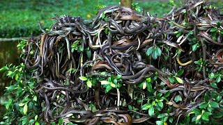 পৃথিবীর একমাত্র সাপের দ্বীপ  Snake Island In Brazil quotIlha da Queimada Grandequot [upl. by Yelyah31]