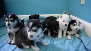 Pomsky Puppies Playing [upl. by Noram186]