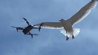 GOELAND Contre DRONE  GULL versus DRONE [upl. by Akiam312]