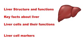 Liver Structure and function  Liver cells and liver cell markers and their functions [upl. by Baird48]