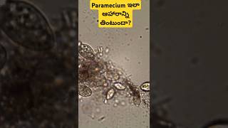 Paramecium collecting food under microscope l stagnant water l algae [upl. by Eyma745]