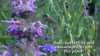 Horsemint Brings Butterflies Hummingbirds amp Bees to Your Garden  Texas Wildlife Diversity Program [upl. by Notla]