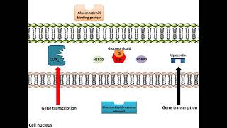 Glucocorticoids  AntiInflammation Mechanism of Action [upl. by Yole795]