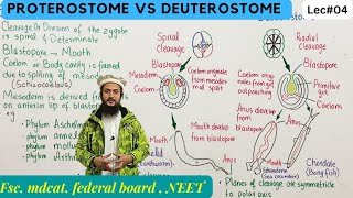 protostomia and deuterostomia  series protostomia and deuterostomia class 11 [upl. by Saree]