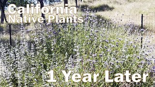 California Native Plants Before amp After 1 Year Update [upl. by Nutsud]