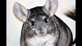 Why chinchillas sometimes dont get along chinchillas fighting [upl. by Wesa880]