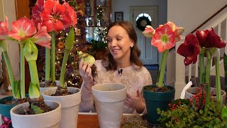 My Passion for Amaryllis  Planting Care Reblooming and Creative Ideas for Amaryllis Bulbs [upl. by Rubenstein]