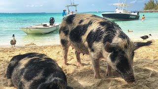 Swimming with pigs  Pig Island Bahamas  Spanish Wells  Things To Do In The Bahamas [upl. by Hirsch]