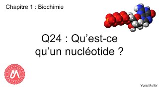 Chapitre 1  Biochimie  Q24  Questce quun nucléotide [upl. by Alracal]