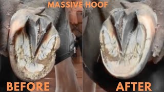 Asmr Super Clean Hoof TrimTutorial Complete Restoration Trimming Overgrown Hooves [upl. by Llenreb144]