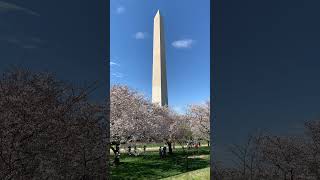 National Cherry Blossom Festival in Washington DC USA 🇺🇸 shorts cherryblossom [upl. by Ragouzis]