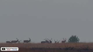 Edelherten op de vrije wildbaan Veluwe  Red deer stags the Veluwe Netherlands  SonyA7IV 4K [upl. by Jerrine608]