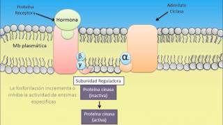 Mecanismo de Accion HormonaReceptor [upl. by Il]