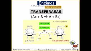 Clases Enzimáticas  Enzimas Parte V [upl. by Colner]