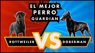 Doberman vs Rottweiler ¿Cual es mejor Perro Guardian [upl. by Llenroc]