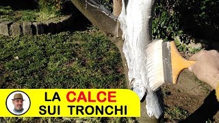 CALCE SUI TRONCHI DEGLI ALBERI [upl. by Wolfort]