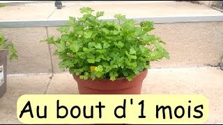 Faire pousser du persil en pot Adapter appartement  How to grow parsley in container [upl. by Ashley323]