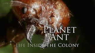 BBC – Planet Ant Life Inside the Colony 2013 1080p High Quality [upl. by Troyes407]