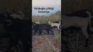 Teke teke goat türkiye turkey shorts shortvideo keşfet öneçıkar osmaniye animals [upl. by Akcired104]