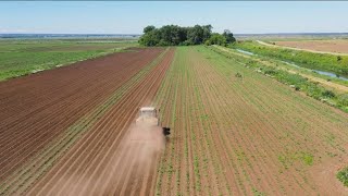 Study shows wildfire smoke detrimentally affects potatoes [upl. by Orpheus]