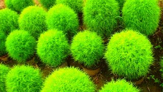 How to Grow and Care Kochia Plant in Pots [upl. by Phare722]