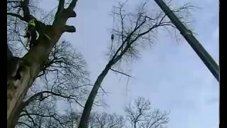 Large Poplar Tree removal Congleton England 2008 [upl. by Franny]