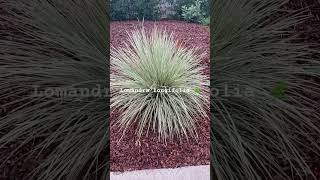 Lomandra longifolia ‘Platinum Beauty’ 🌿🙃 Variegated Dwarf Mat Rush specs lomandra plants [upl. by Lerat]