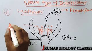 Special Type Of Inflorescence  Cyathium  Hapanthodium  Verticillater [upl. by Rhys312]