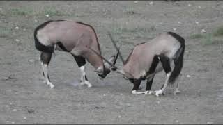 Stolzenberg Hunting Namibia [upl. by Anaet]