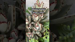 Kalanchoe tomentosa Aprenda a Cultivar  Terrários amp Suculentas [upl. by Assir60]