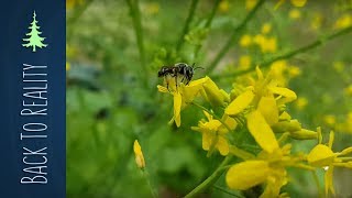 SelfSeeding Broccoli [upl. by Dnalrah157]