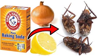 How To Kill Cockroaches Within 5 Minutes Using 3 Simple Ingredients [upl. by Alys]