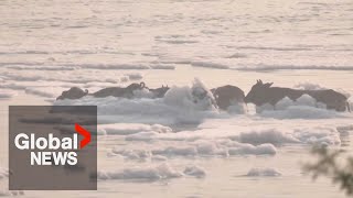 Drone shows Indias sacred Yamuna River blanketed in toxic foam [upl. by Gustaf]