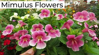 Mimulus Flower  Mimulus plant care  Monkey Flower [upl. by Brooking]