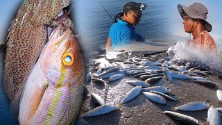 We Caught So Much Bait We Had To Share It  Nice Yellow Tail Snapper And Other Fishes Too [upl. by Olsewski]