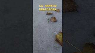 Encontré una mantis religiosa en cuarte de huerva parque municipal [upl. by Eniamreg]