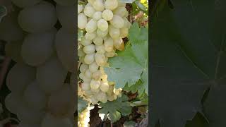 Harvest A Close Up Look at Ripe Vineyard Grapes grapeharvest grapewine [upl. by Suchta803]