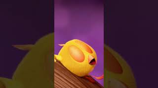 Close Shorts chicky  Chicky Cartoon in English for Kids [upl. by Goeger747]