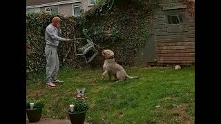 Working Wheaten terrier in Ireland [upl. by Akapol]