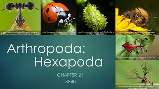 3840Chapter 21 Arthropoda Hexapoda [upl. by Chloe549]