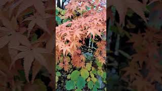 Acer palmatum  lost which cultivar [upl. by Dnyletak]