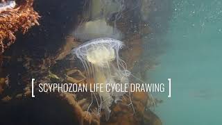 Scyphozoan Life Cycle Drawing [upl. by Schou975]