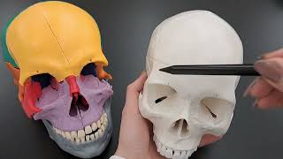 Skull Anatomy Series  The Frontal Lacrimal and Nasal bones Anatomy  Part 3 of 9 [upl. by Ylrebmit241]