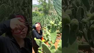 Fresh pick cactus fruitssatisfying fruit agriculture [upl. by Melesa]