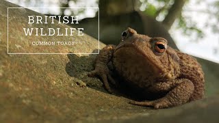 Common Toads  The Complete Guide [upl. by Porter]