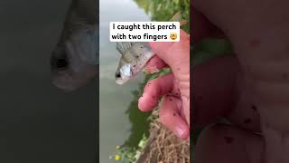 How to catch a fish without a pole 😂 fish fishing perch tutorial viral release irespectfish [upl. by Elleimac484]