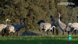 Grandes DocumentalesEl despertar de la Naturaleza Primavera en Europa 2 [upl. by Auoy]