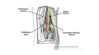 2 Minute Tutorial  Anatomy of the Popliteal Fossa [upl. by Goody]